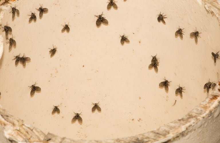 how to get rid of drain flies